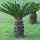 GG88 Sago Palm 5 Seeds Fresh This Season'S Harvest Rare & Exotic USA Warehouse