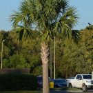 GG88 Sabal Palm 30 Seeds Fresh This Season'S Harvest Rare&Exotic USA Warehouse