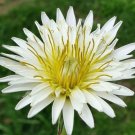 GG88 White Dandelion 10 Seeds Fresh This Season From My GardenVery Rare&Exotic USA Warehouse