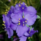GG88 Spiderwort 25 Seeds Fresh This Season'S Harvest Rare & Exotic USA Warehouse