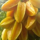 GG88 Star Fruit 5 Seeds Fresh This Season'S Harvest From My Garden Rare & Exotic USA Warehouse