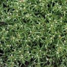 GG88 Carpetweed 20 Seeds Fresh This Season'S Harvest From My Garden Rare & Exotic USA Warehouse