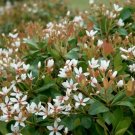 GG88 Indian Hawthorn100SeedsFresh This Season'S Harvest From My GardenRare&Exotic USA Warehouse