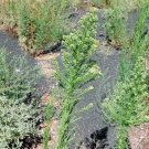 GG88 Horseweed 50 Seeds Fresh This Season'S Harvest From My Garden Rare & Exotic USA Warehouse