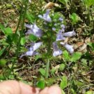 GG88 Marsh Woundwort 10 Seeds Fresh This Season'S Harvest Rare & Exotic USA Warehouse