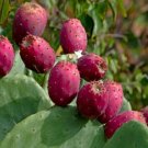 GG88 Prickly Pear Cactus15Seeds Fresh This Season'S Harvest Rare & Exotic Edible USA Warehouse
