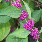 GG88 Beautyberry 100 Seeds Fresh This Season'S Harvest From My Garden Rare&Exotic USA Warehouse
