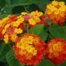 GG88 Lantana Camara Miss Huff Variety 10 Seeds Fresh This Season Rare & Exotic USA Warehouse