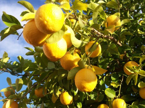 GG88 Lemon Citrus Eureka Variety 10 Seeds Fresh This Season Delicious & Healthy USA Warehouse