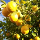 GG88 Lemon Citrus Eureka Variety 10 Seeds Fresh This Season Delicious & Healthy USA Warehouse