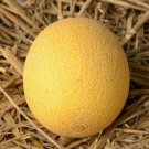 GG88 Galia Melon 25 Seeds Fresh This Season'S Harvest Rare & Exotic & Delicious USA Warehouse