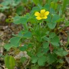 GG88 Yellow Wood Sorrel 25 Seeds Fresh This Season'S Harvest Rare & Exotic USA Warehouse