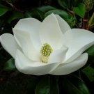 GG88 Southern Magnolia 30 Seeds Fresh This Season'S Harvest Rare & Exotic USA Warehouse
