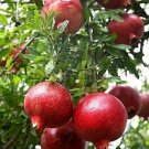 GG88 Pomegranate 20 Seeds Fresh This Season'S Harvest *Very Healthy*Rare & Exotic USA Warehouse