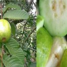 GG88 White Guava 100 Seeds Fresh This Season Rare & Exotic *Delicious* USA Warehouse