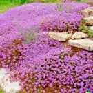 Store 5000 Creeping Thyme Seeds Perennial Herb & Purple Groundcover Fast Ship