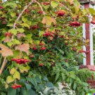 Store 20 Squashberry Seeds Rare Viburnum Edule Edible Fruit Bush Cranberry Plant Fast Ship