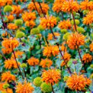 Store 20 Klip Dagga Seeds Leonotis Nepetifolia Lions Ear Orange Flower Garden Herb Fast Ship
