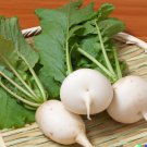 Store 3000 Bulk Shogoin Turnip Seed Microgreen Vegetable Seed Sprouting Or Garden Fast Ship