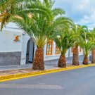 Store 100 Canary Island Date Palm Seeds Phoenix Canariensis Dates Edible Fruit Tree Fast Ship