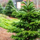 Store 20 Chinese Douglas Fir Christmas Tree Seeds Pseudotsuga Sinensis  Fast Ship