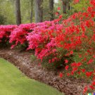 Store 50 Red Azalea Seeds Rhododendron Bakeri Cumerland Azalea Flowering Bush Fast Ship