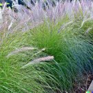 Store 1000 Ornamental Grass Seeds Andropogon Gerardii Landscaping Marvel Big Blue Fast Ship