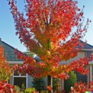 Store 15 American Sweet Gum Tree Seeds Liquidambar Styraciflua Fast Ship