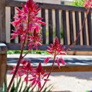 Store 20 Red Yucca Seeds Hesperaloe Parviflora Hummingbird & Butterfly Flower Plant Fast Ship Store 20 Red Yucca Seeds Hesperaloe Parviflora Hummingbird & Butterfly Flower Plant Fast Ship