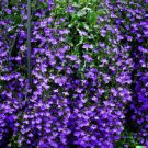 Store 600 Purple Trailing Lobelia Flower Seeds Ground Cover Basket G Fast Ship