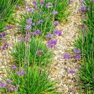 Store 50 Society Garlic Seeds Ornamental Edible Perennial Flowering T. Violacea Fast Ship