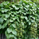Store 150 Malabar Spinach Seeds Giant Roundleaf Variety Edible Vine Vege Fast Ship