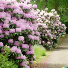 Store 50 Lgt. Pink Azalea Rosebay Seeds Rhododendron Maximum Perennial Flower Bush Fast Ship