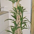Store 15 Easy Indoor Houseplant Seeds Palm Lily Potted Plant Cordyline Stricta Fast Ship