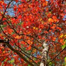 Store 10 'Wildfire' Black Tupelo Tree Seeds Nyssa Sylvatica Medicinal Edible Fruits Fast Ship