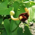 Store 20 Creeping Dutchmans Pipe Vine Seeds Aristolochia Debilis Fast  Fast Ship