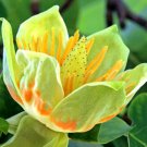 Store 20 Tulip Poplar Seeds Liriodendron Tulipifera Tulip Tree Big Flowers Sell Fast Ship