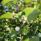 Store 40 Snowberry Seeds Symphoricarpos Albus Honeysuckle Bush Shrub Fast Ship