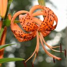Store 20 Tiger Lily Seeds Lilium Columbianum Spotted Flowers Fast Ship