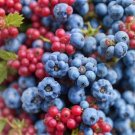 Store 40 Tea Berry Shrub Seeds Viburnum Cassinoides Witherod Tea Leaf Edible Fruits Fast Ship