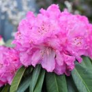 Store 50 California Pink Azalea Seed Rhododendron Macrophyllum Flower Shrub Bush Tree Fast Ship