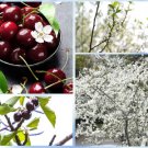 Store 5 Sand Cherry Seeds Prunus Pumila Edible Fruit Tree Shrub Fast Ship