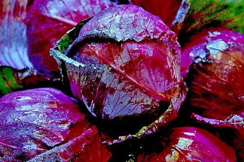 Store 500 Cabbage Red Acre Heirloom NonGmo Garden Fresh Vegetable Seeds Fast Ship