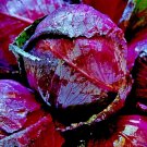 Store 500 Cabbage Red Acre Heirloom NonGmo Garden Fresh Vegetable Seeds Fast Ship