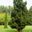 Store 50 Eastern Red Cedar Hedge Shrub Tree Seeds Juniperous Virginiana  Fast Ship