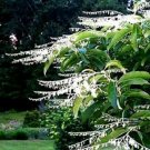 Store 100 Lily Of The Valley Sourwood Seeds Oxydendrum Arboreum Honey Bee Tree Fast Ship