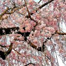 Store 20 Japanese Cherry Blossom Tree Seeds P. Serrulata Pink Flowering Sakura Bonsai Fast Ship Store 20 Japanese Cherry Blossom Tree Seeds P. Serrulata Pink Flowering Sakura Bonsai Fast Ship