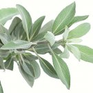 Store 300 Salvia Apiana Seeds White Sage Sacred Cali Burning Sagepi Fast Ship