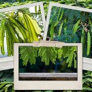 Store 50 Koa Haole Tamarind Shrub Tree Seeds Leucaena Leucocephala Miracle Leadtree Fast Ship
