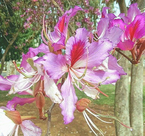 Store 10 Geranium Orchid Tree Flower Seeds Bauhinia Purpurea FastGrowing Medicinal Fast Ship